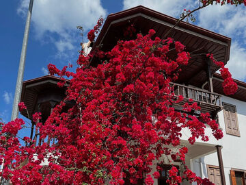                                      Günübirlik Datça Badem Çiçeği Festivali Turu