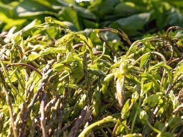 Günübirlik Bodrum Acı Ot Festivali Turu