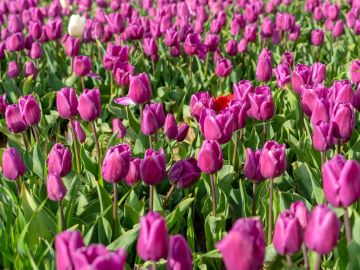 Konya Lale Bahçeleri Turu