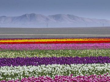 Konya Lale Bahçeleri Turu