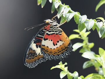 Konya Lale Bahçeleri Turu (H.Sonu)