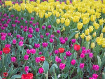 Konya Lale Bahçeleri Turu (H.Sonu)