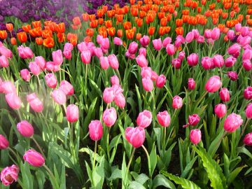 Konya Lale Bahçeleri Turu (H.Sonu)