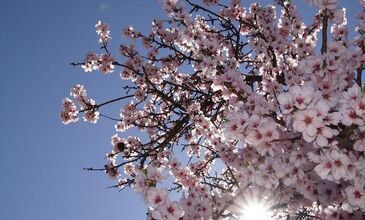 Datça Badem Çiçeği Festivali 2026