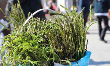 Bodrum Acı Ot Festivali