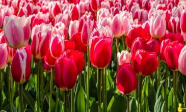 Konya Lale Bahçeleri Turu